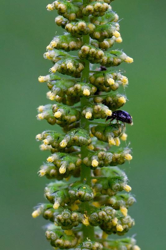 Great Ragweed