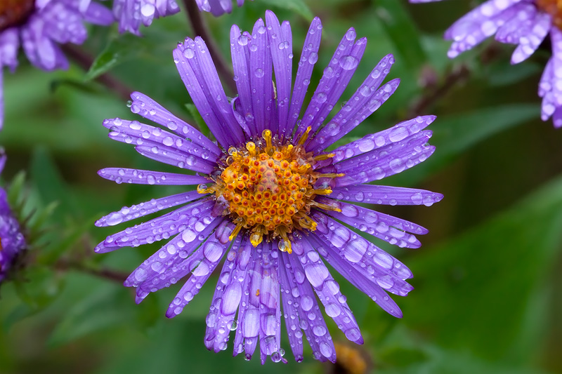 Purple-stemmed Aster