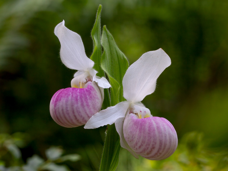 Showy Ladys Slipper Orchid