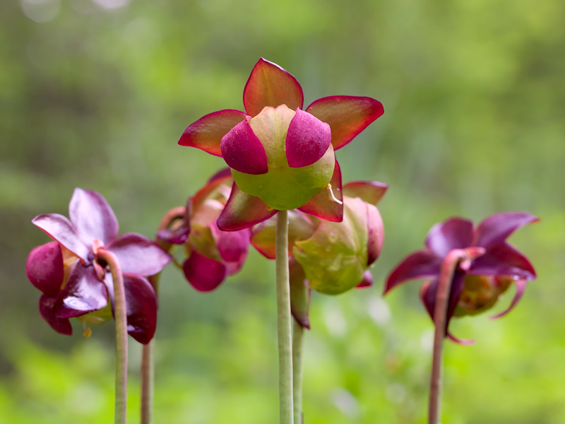 Pitcher Plants