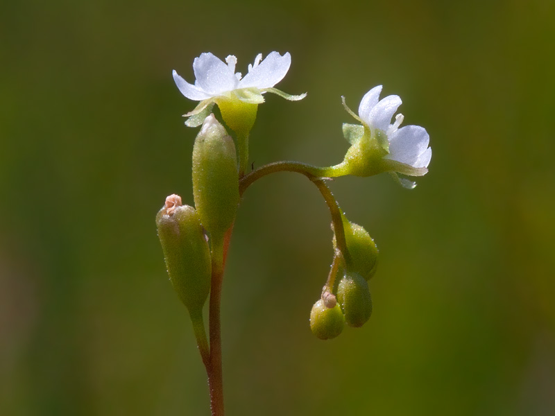 Round-leaved Sundew