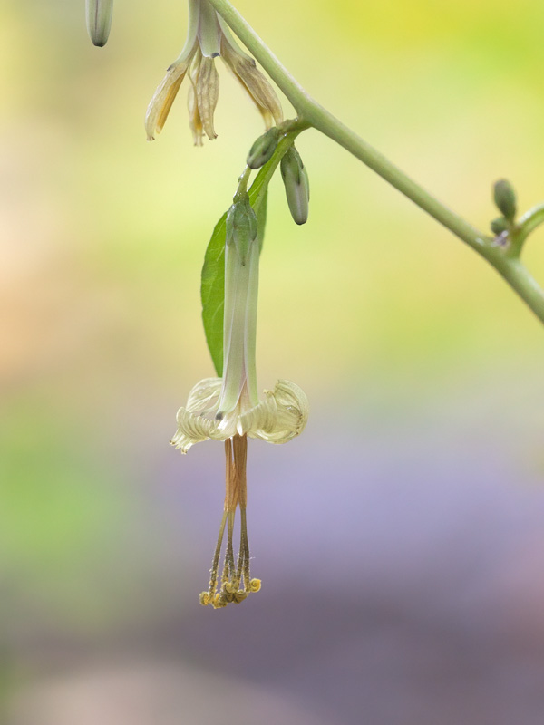 Tall White Lettuce