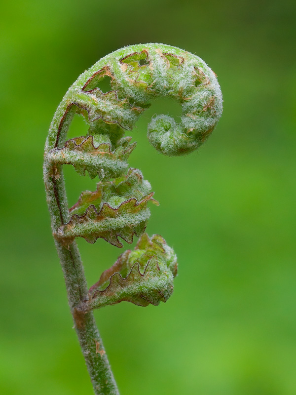 Sensitive Fern Unfolding