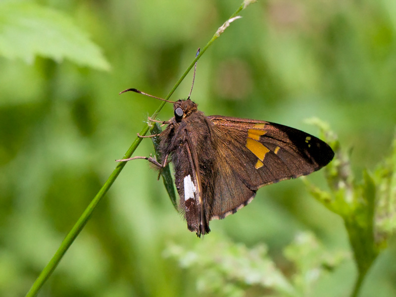 Silver-spotted Skipper