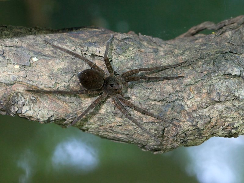 Fishing Spider