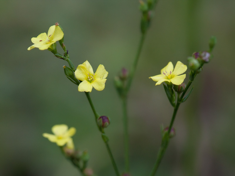 Yellow Flax