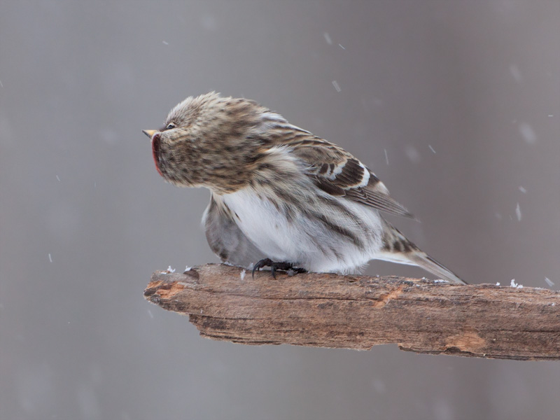 Common Redpoll