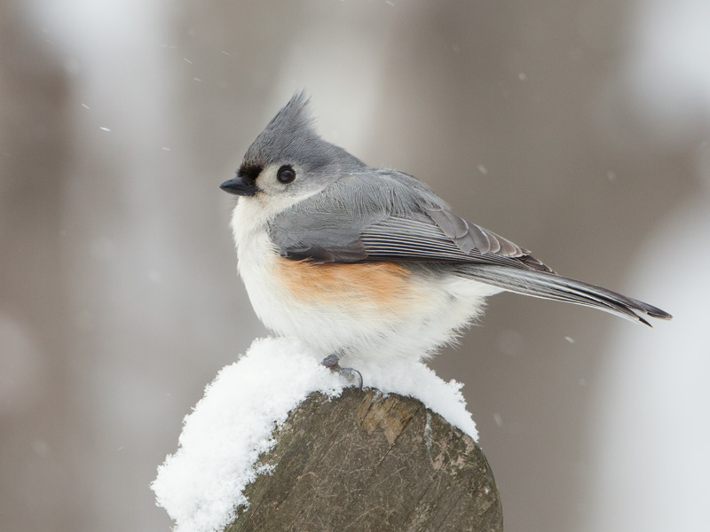 Titmouse