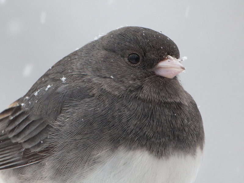 Junco