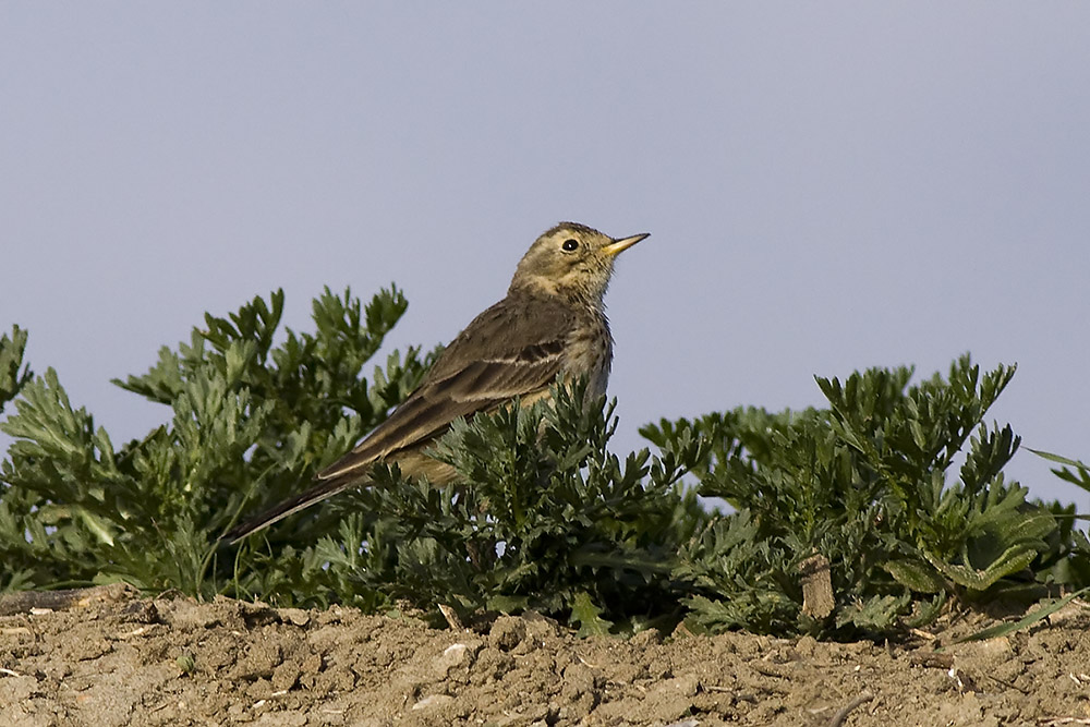 American Pipit