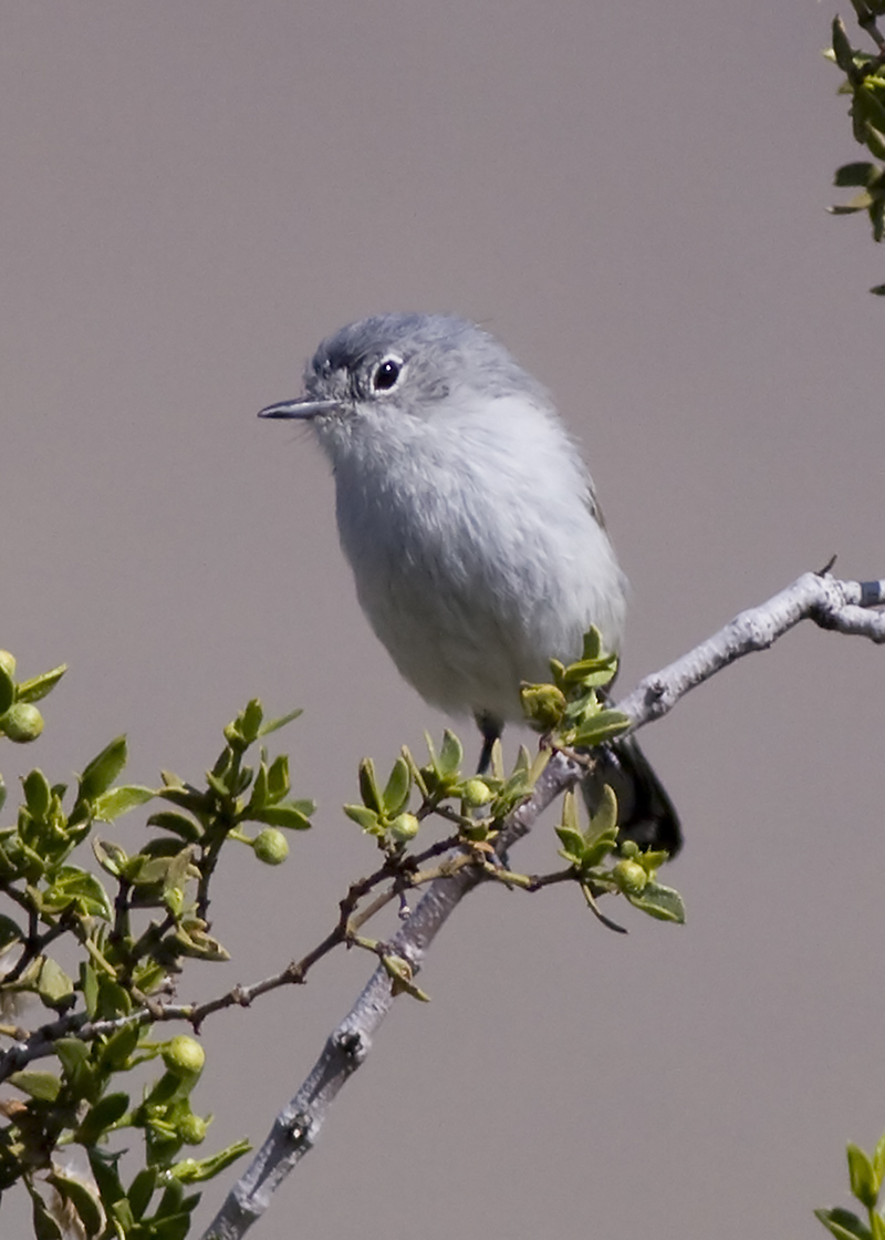 Blue-gray Gnatcatcher