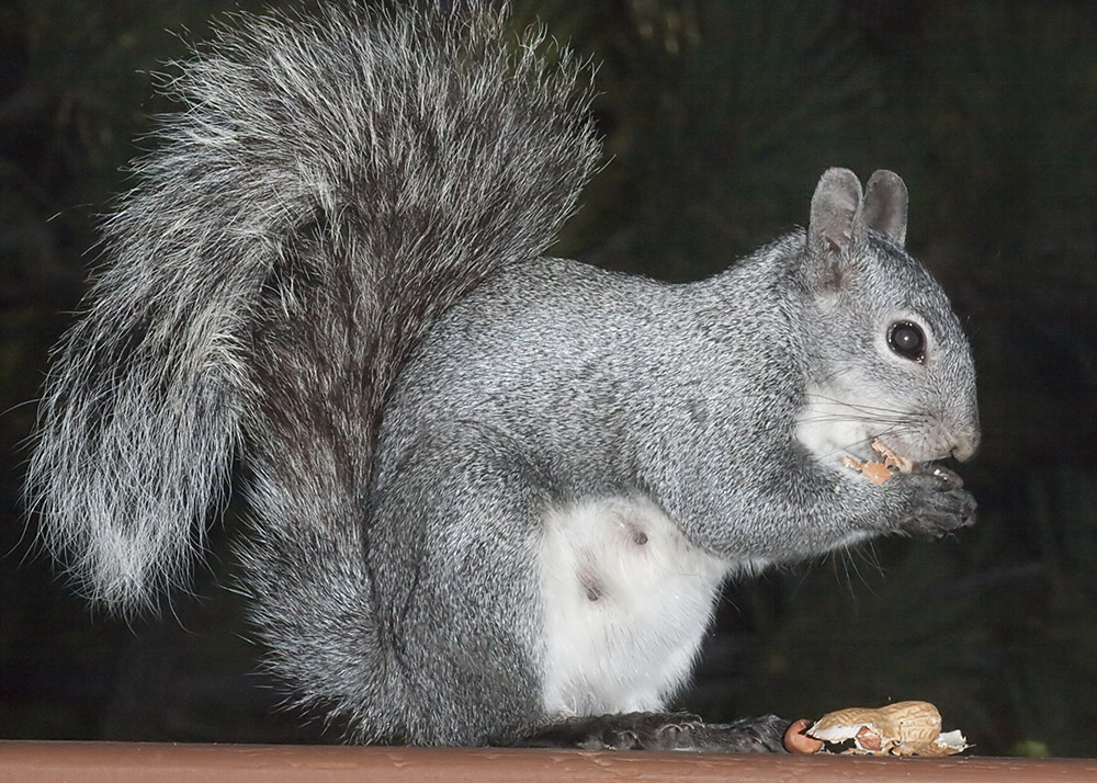 Western Gray Squirrel (<em>Sciurus griseus</em>)
