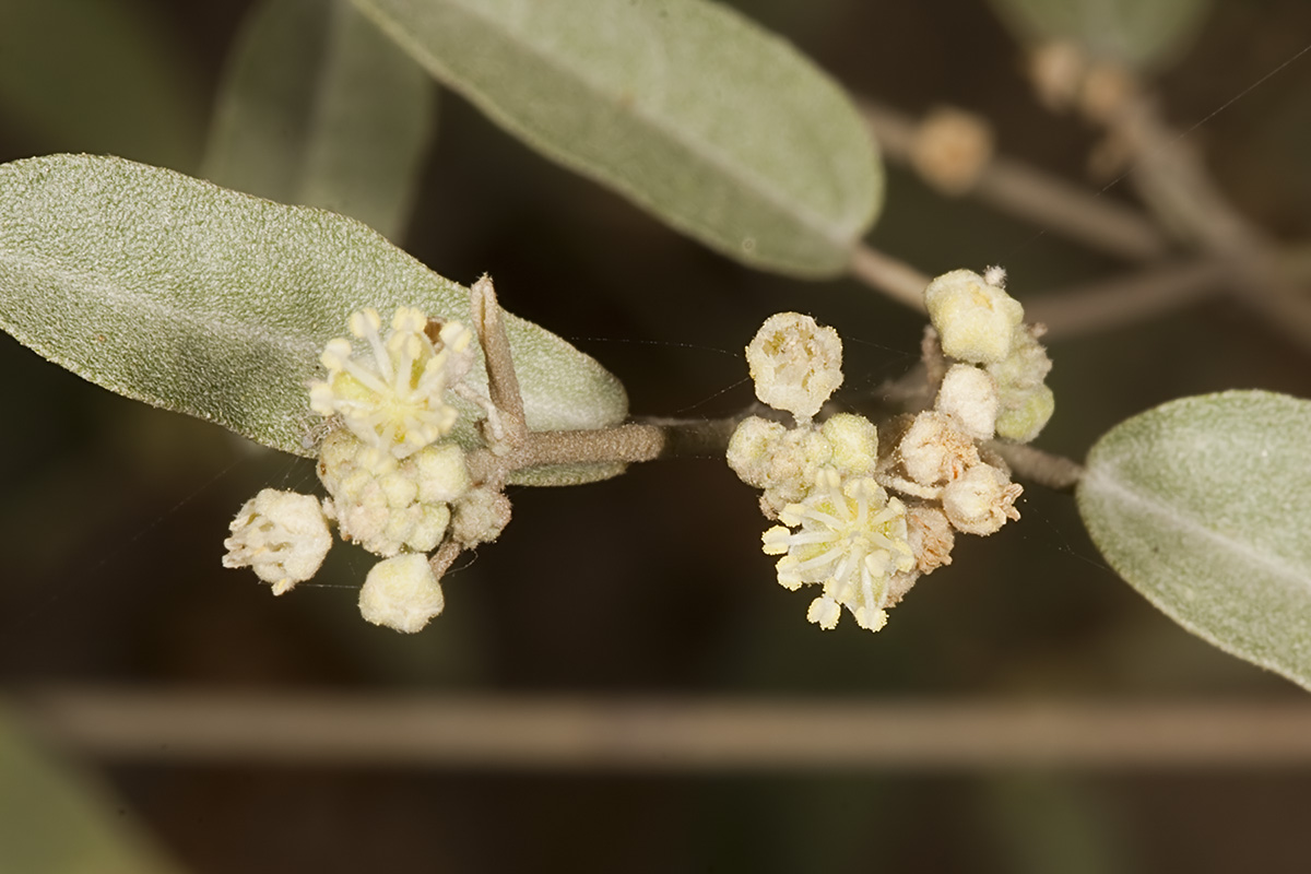 California Croton (<em>Croton calfornicus</em>)