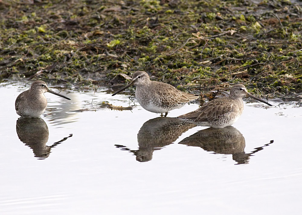 Short-billed Dowitcher