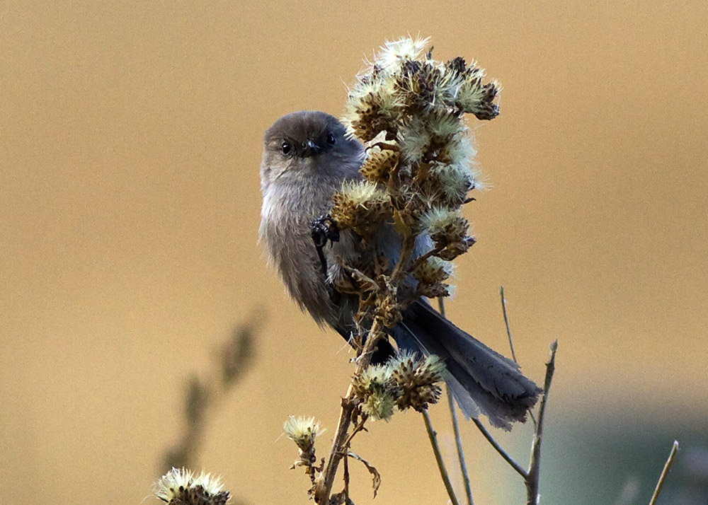 Bushtit - male