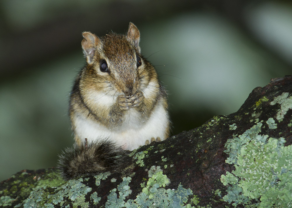 Eastern Chipmunk (<em>Tamias minimus</em>)