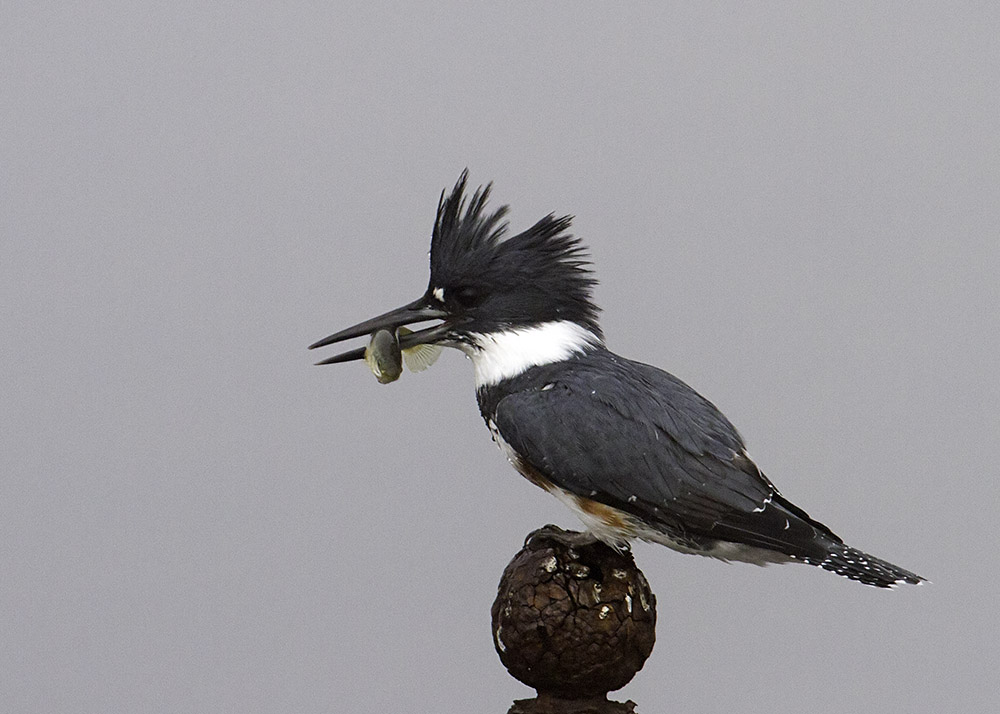 Belted Kingfisher