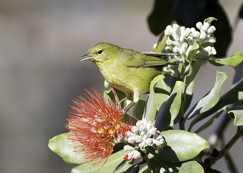 Orange-crowned Warbler