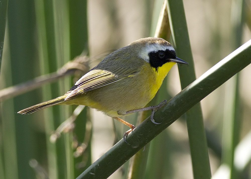 common-yellowthroat01.jpg