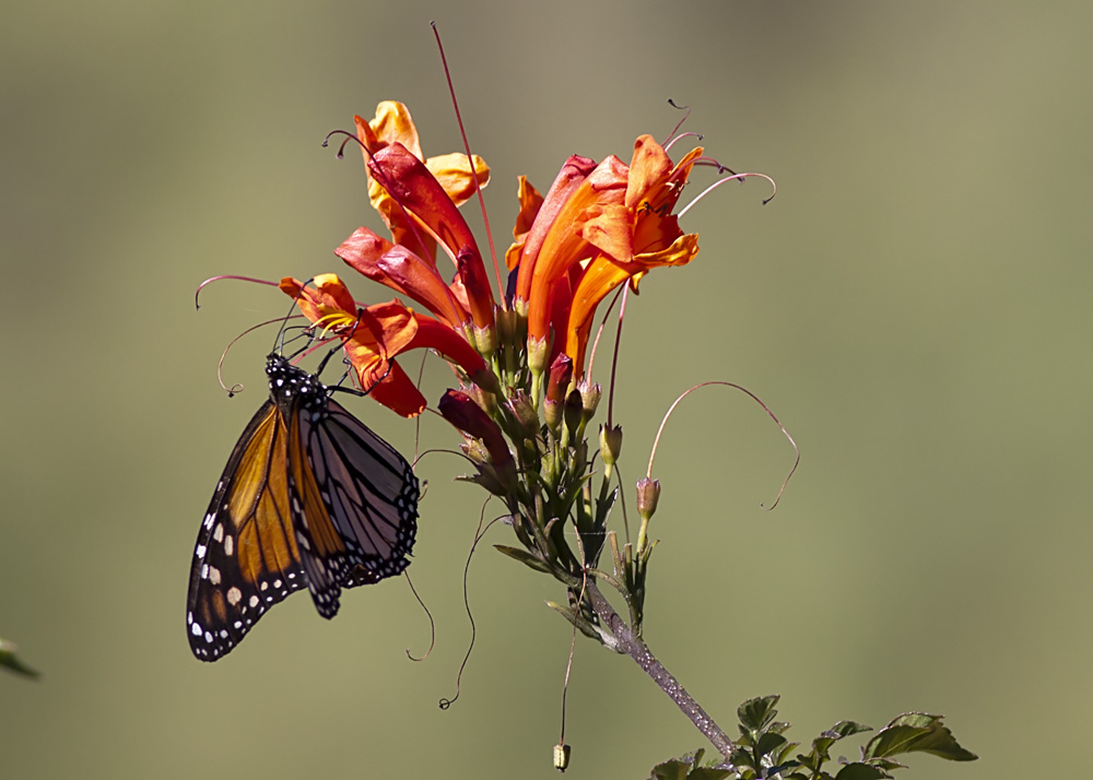 Monarch Butterfly