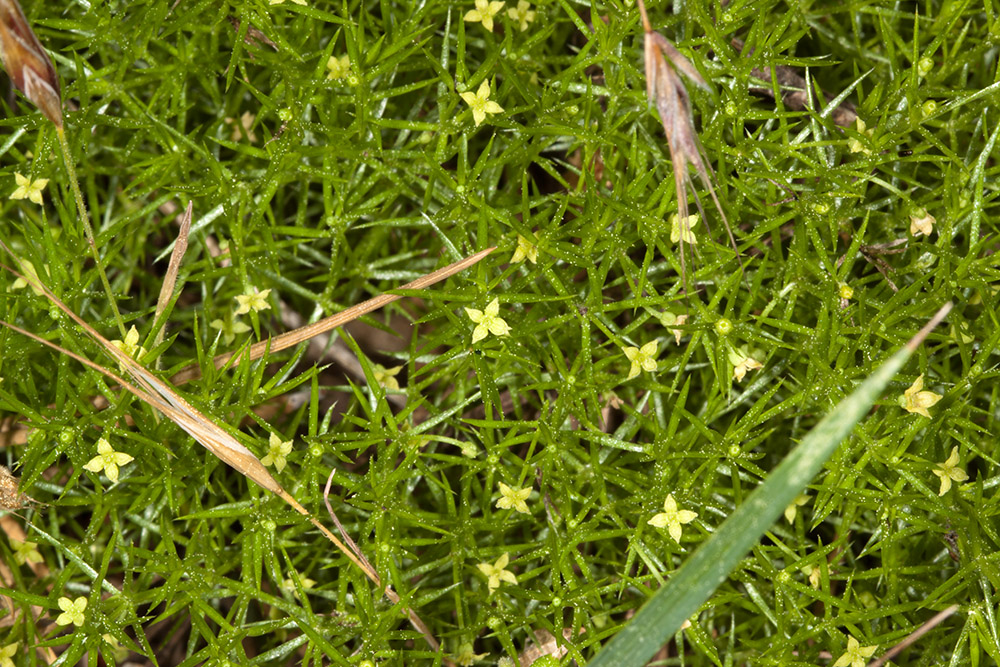 Moss Bedstraw (<em>Galium andrewsii</em>)