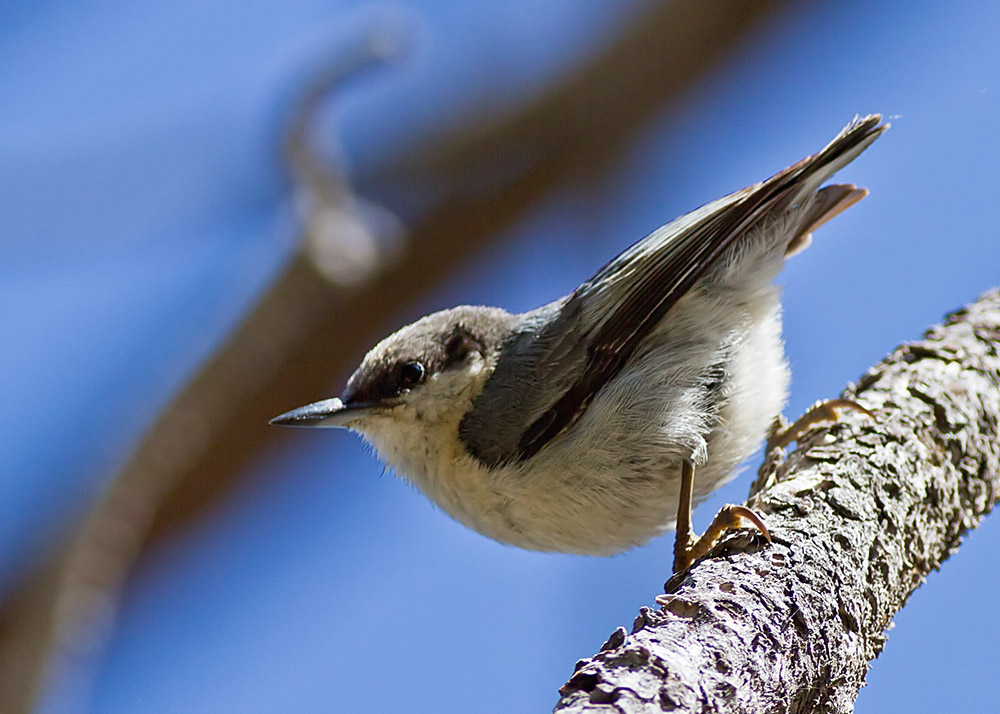 Pigmy Nuthatch