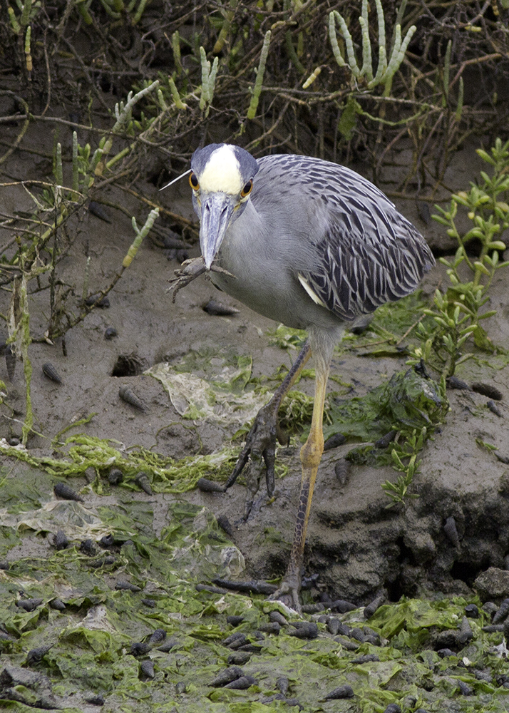 Yellow-crowned Night Heron