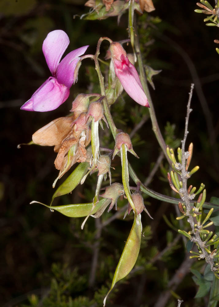 Wild Pea (<em>Lathyrus vestitus alefeldii</em>)