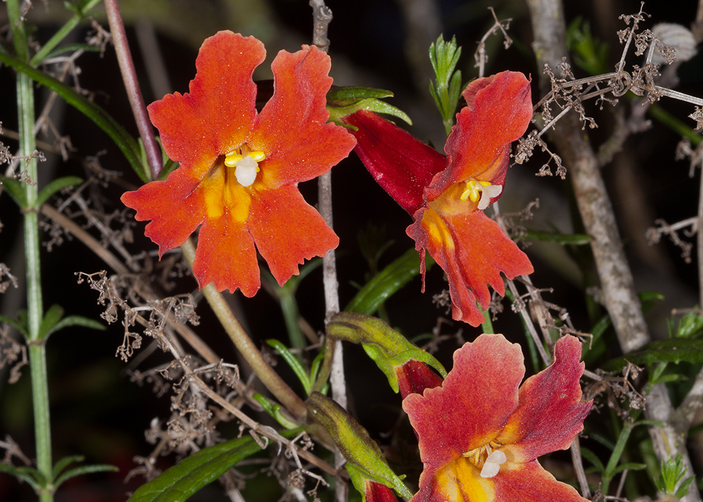 Scarlet Monkeyflower (<em>Erythranthe cardinalis</em>)