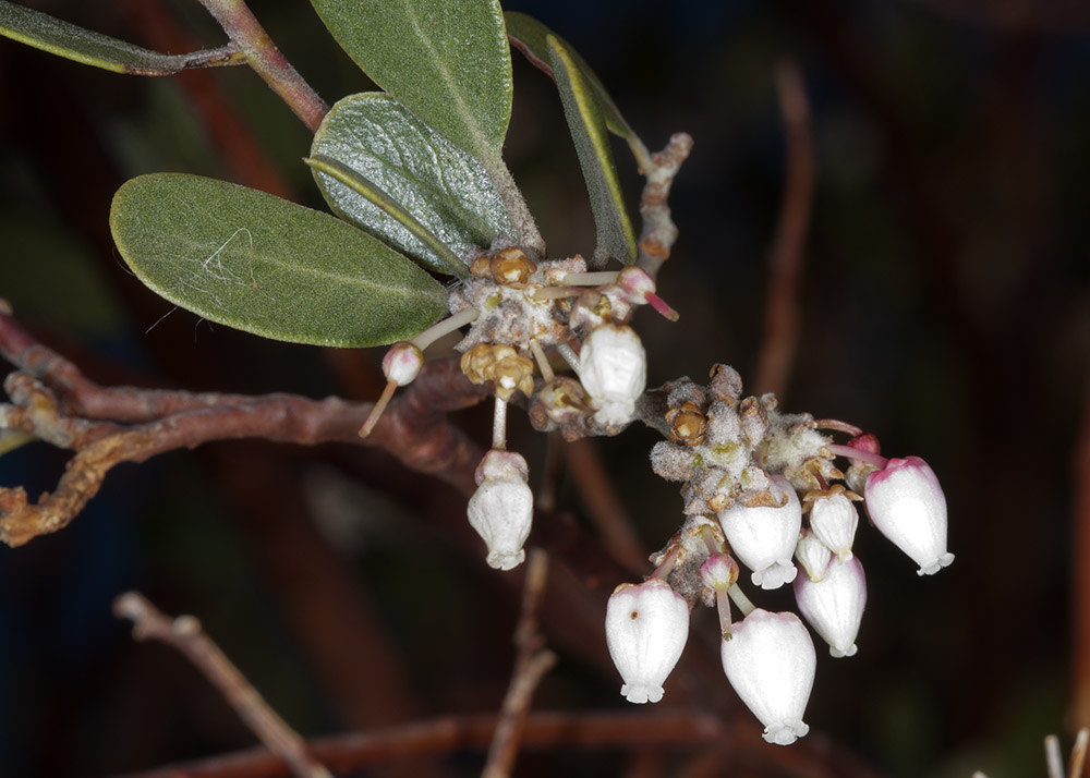 Eastwood Manzanita (<em>Arctostaphylos glandulosa</em>)