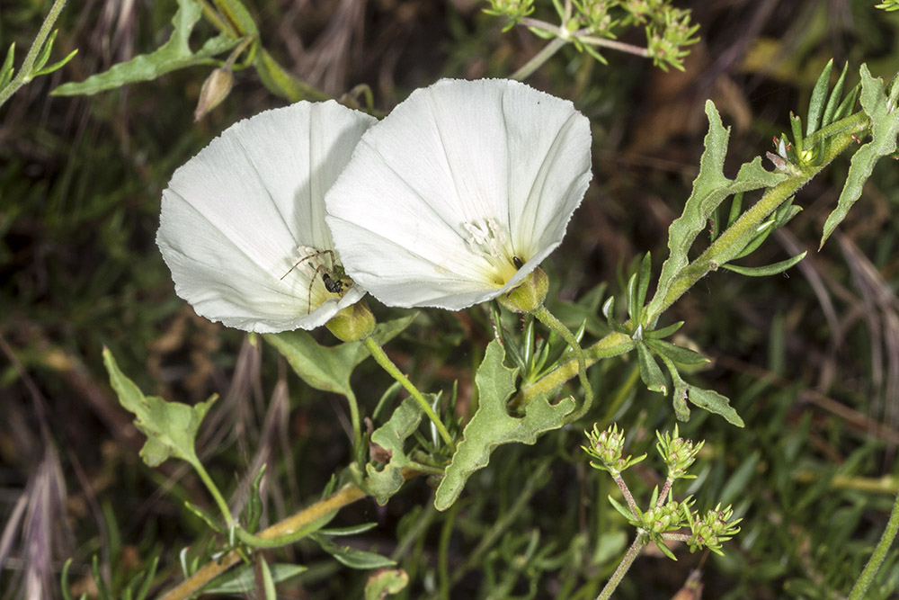 Morning Glory (<em>Calystegia macrostegia</em>)
