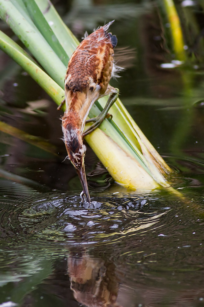 Least Bittern