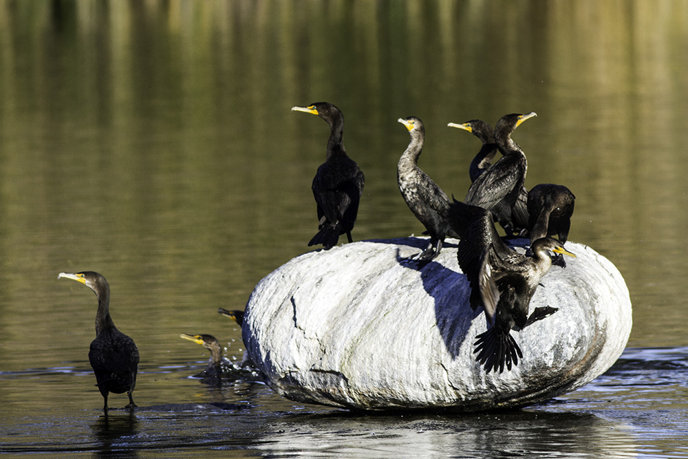 Double-crested Cormorant