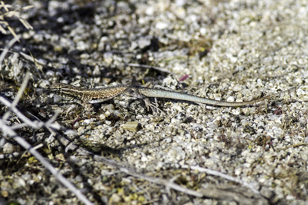 Desert Whiptail Lizard (<em>Cnemidophorus tigris tigris</em>)