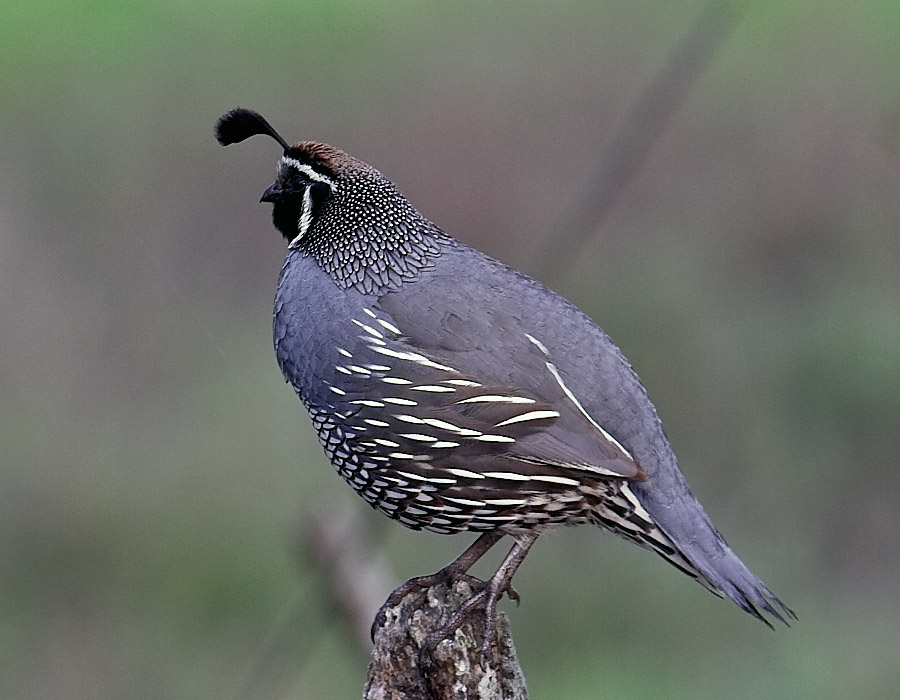 California Quail - male