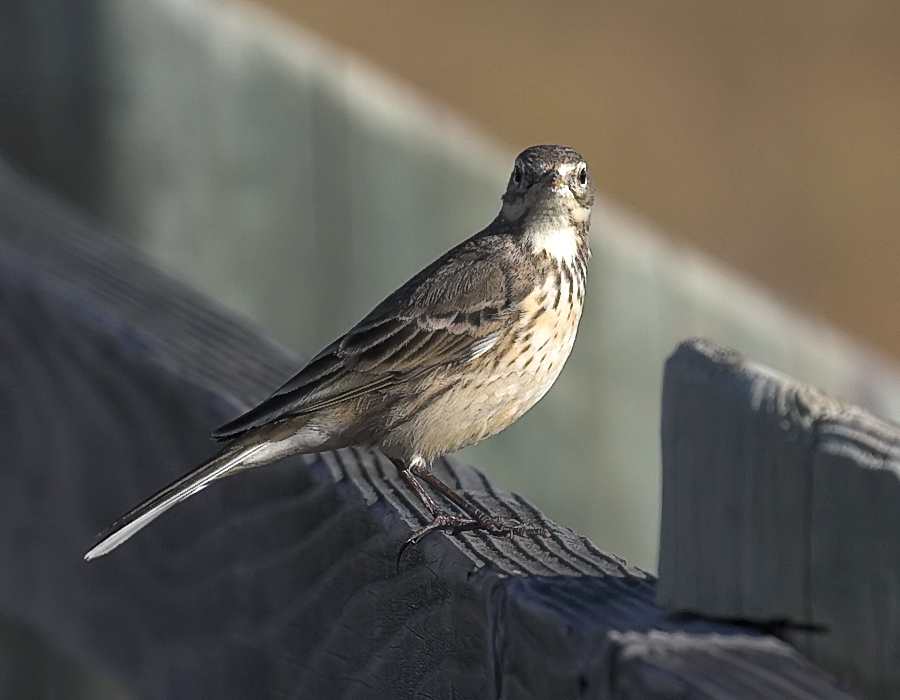 American Pipit