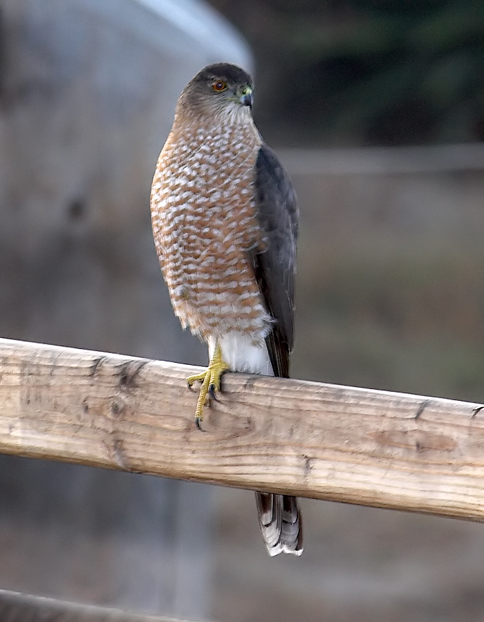 Coopers Hawk