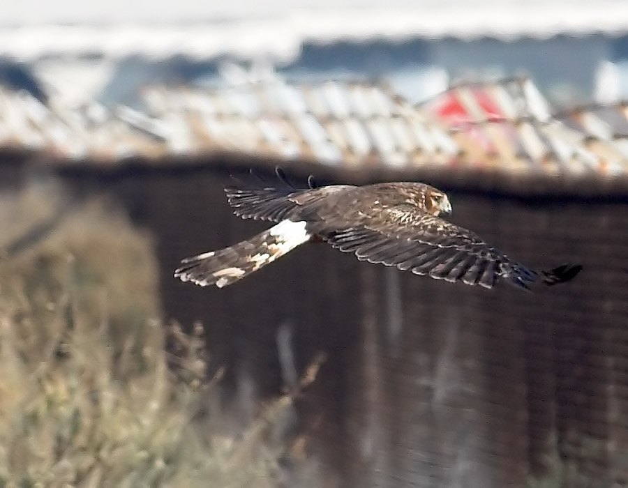 Northern Harrier