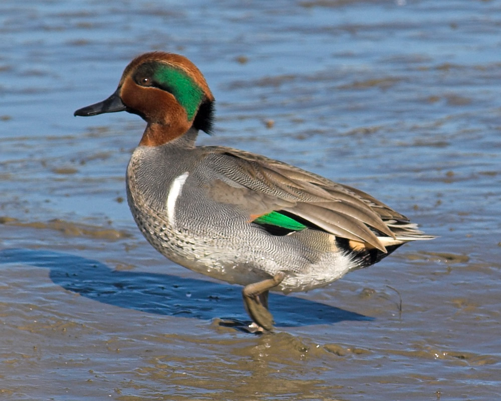 Green Wing Teal - male photo - Dennis Ancinec photos at pbase.com
