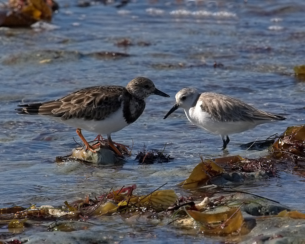 Ruddy Turnstone and Sanderling interested in the same food