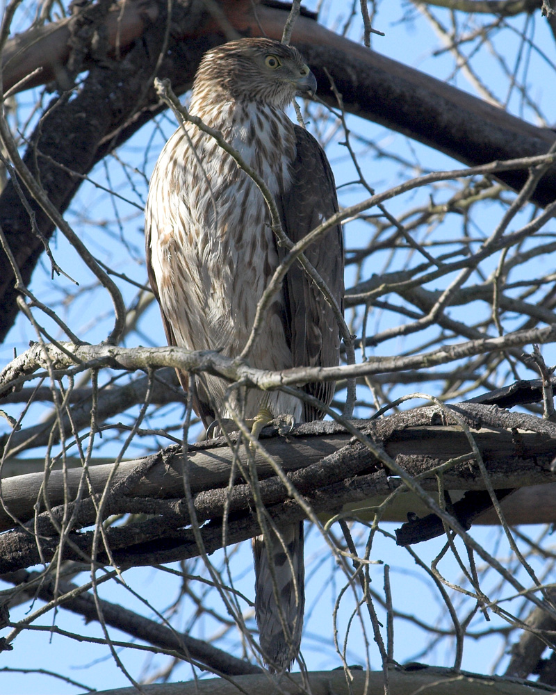 Coopers Hawk