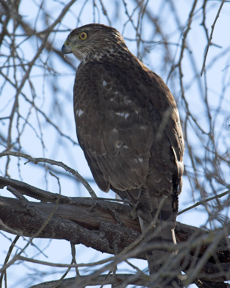 Coopers Hawk