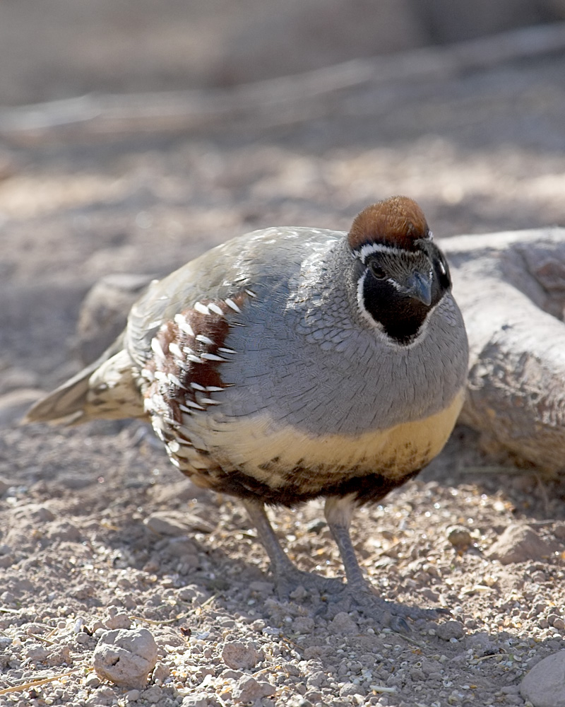 Gambels Quail