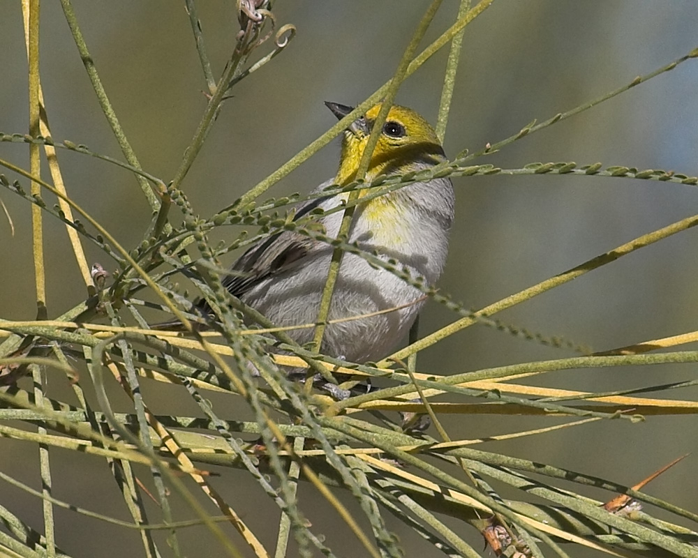 Verdin