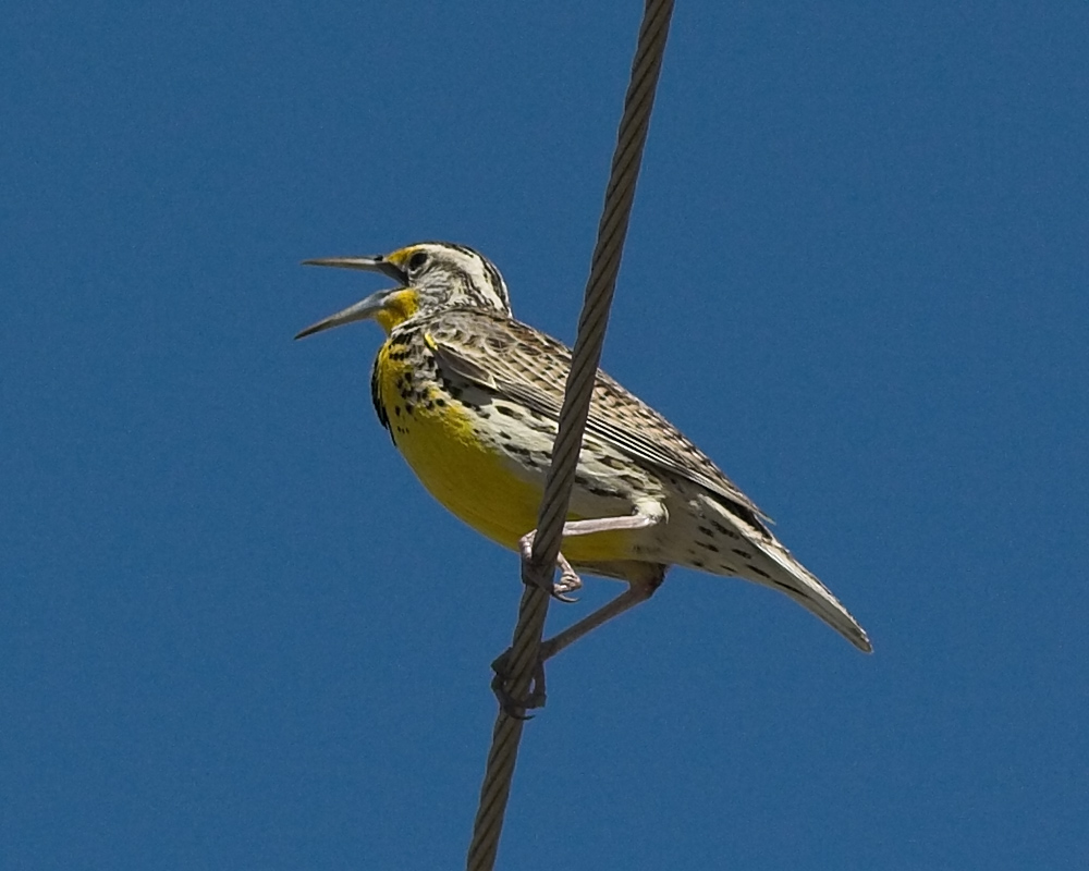 Western Meadowlark