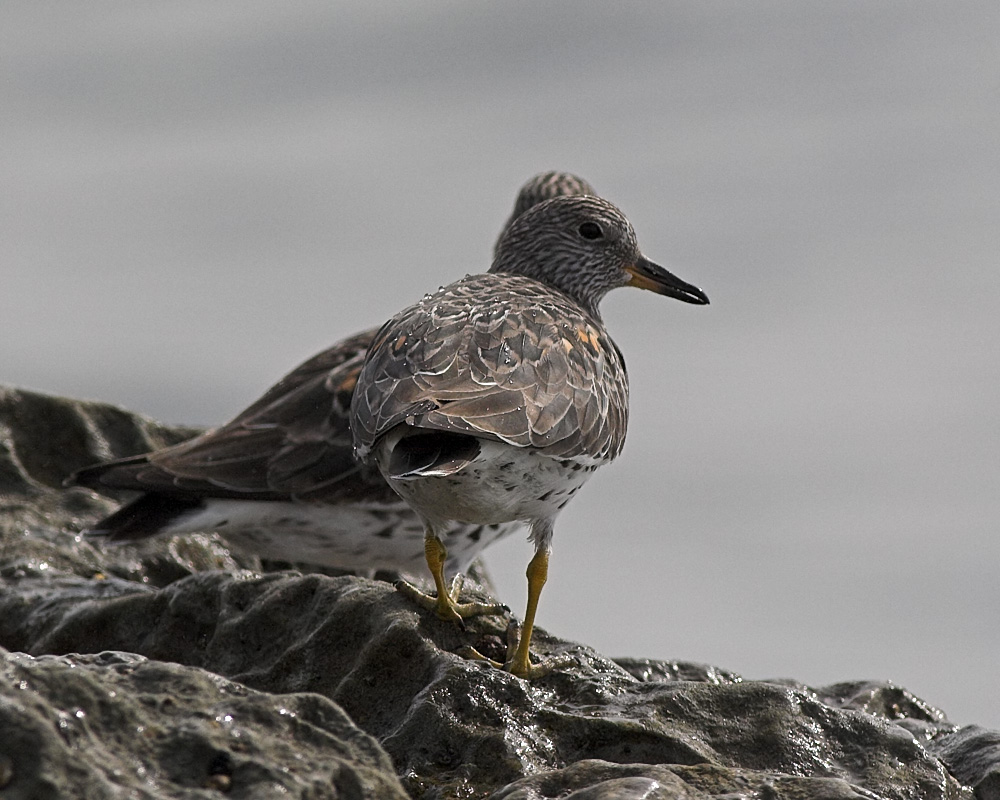 Surfbird