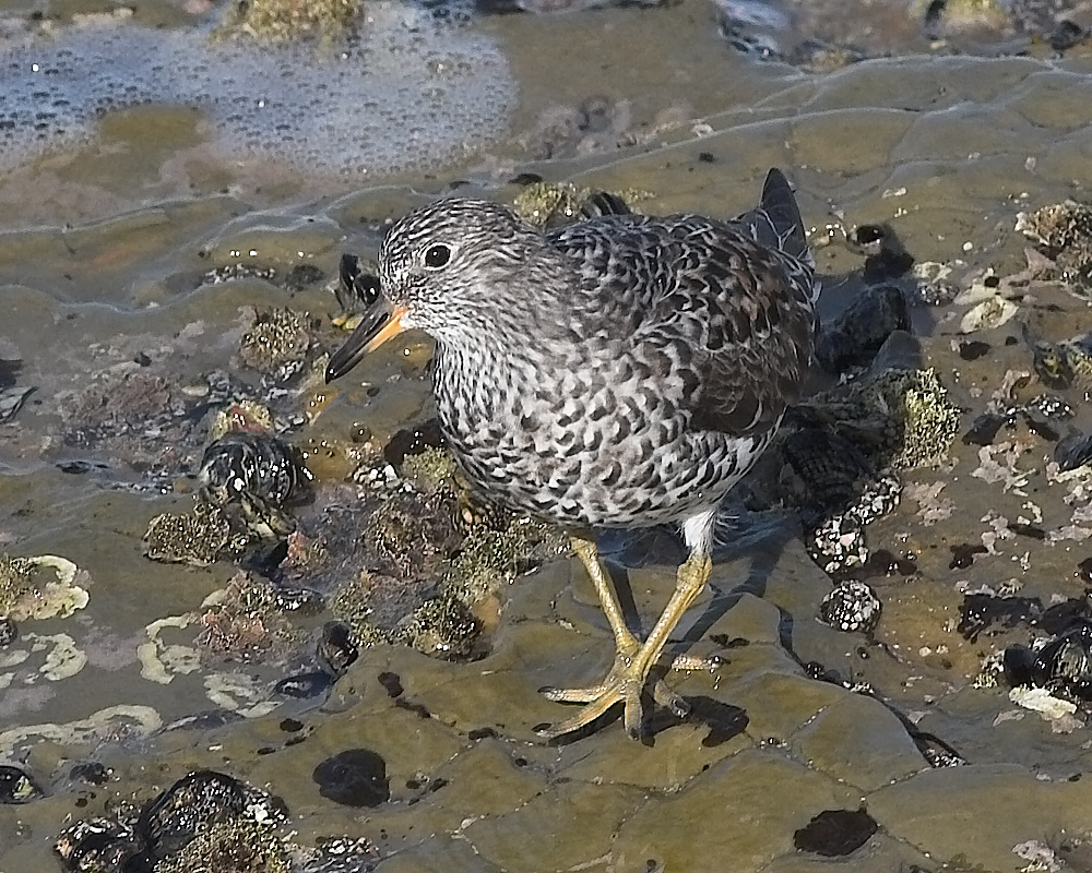 Surfbird