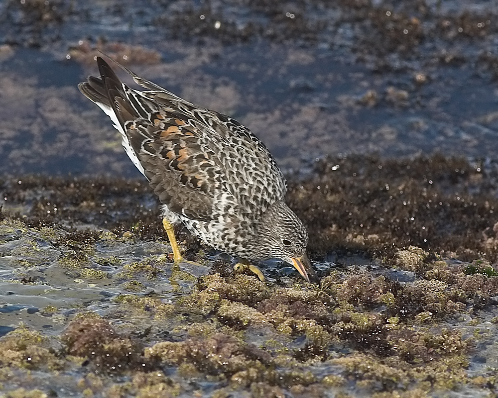 Surfbird