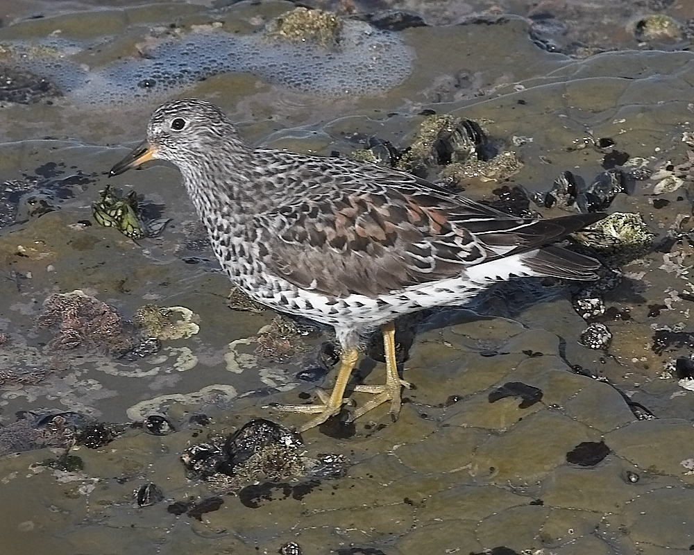 Surfbird