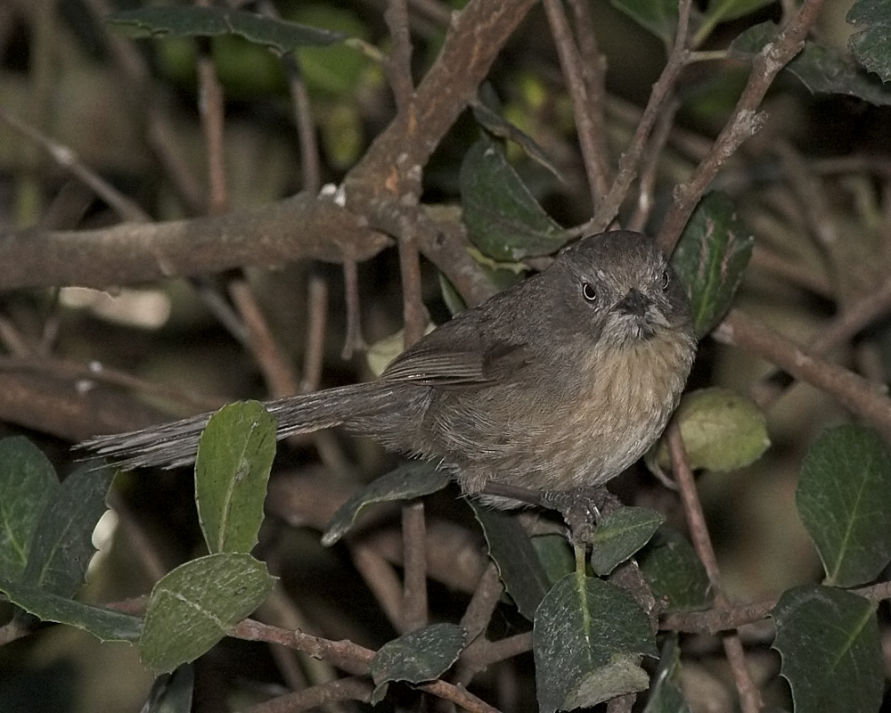 Wrentit